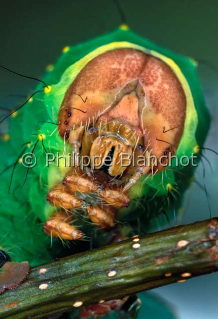Antheraea ch. acc.JPG - in "Portraits d'insectes" ed. SeuilAntheraea polyphemusPolypheme d'Amerique (chenille)Silkvorm mothLepidopteraSaturniidaeEtats-Unis